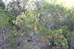 Cercis canadensis texensis