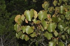 Cercis canadensis texensis