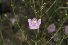 Agalinis edwardsiana