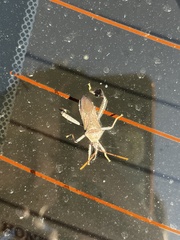 Leptoglossus oppositus
