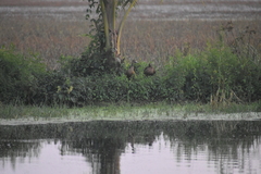 Dendrocygna javanica