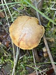 Chalciporus piperatus