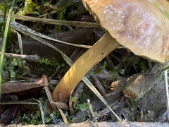 Chalciporus piperatus