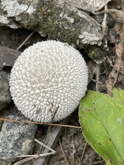 Lycoperdon curtisii
