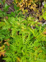 Ligusticum canbyi