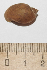 Ampullaceana