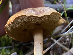 Chalciporus piperatus