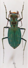 Cicindela nigrocoerulea