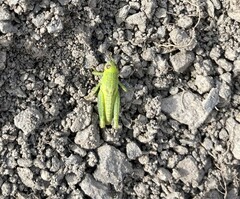 Melanoplus packardii