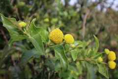 Podanthus ovatifolius