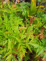 Ligusticum canbyi