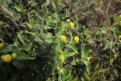 Podanthus ovatifolius