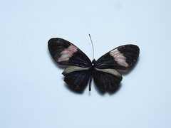 Heliconius melpomene