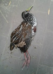 Pardirallus maculatus