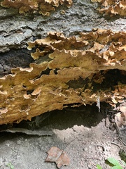 Steccherinum ochraceum