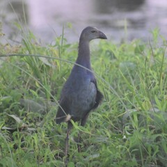 Porphyrio poliocephalus