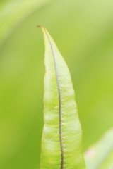 Oleandra musifolia