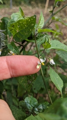 Solanum emulans