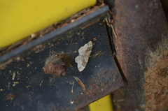 Costaconvexa centrostrigaria