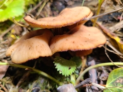 Lentinellus