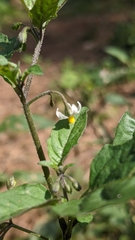 Solanum emulans