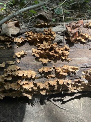 Steccherinum ochraceum