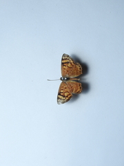 Aricoris erostratus