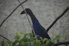 Porphyrio poliocephalus