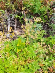 Ligusticum canbyi
