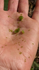Solanum emulans