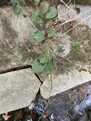 Persicaria filiformis