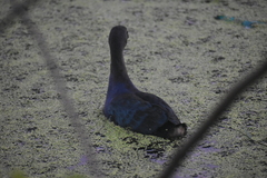 Porphyrio poliocephalus