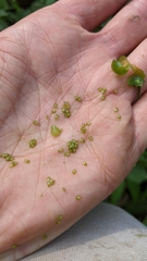 Solanum emulans