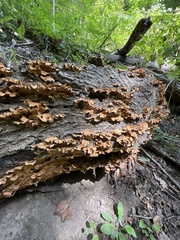 Steccherinum ochraceum