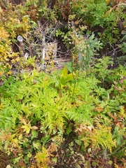 Ligusticum canbyi