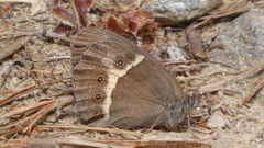 Pyronia bathseba