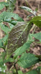 Solanum emulans