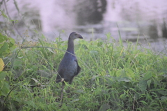 Porphyrio poliocephalus