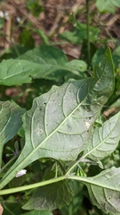 Solanum emulans