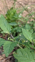 Solanum emulans