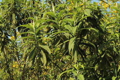 Buddleja globosa