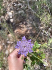 Sixalix atropurpurea