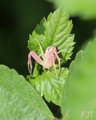 Thomisidae