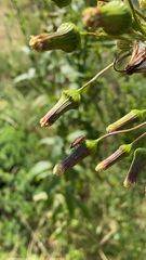 Neacoryphus bicrucis