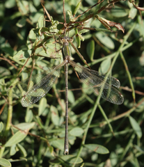 Lestes barbarus
