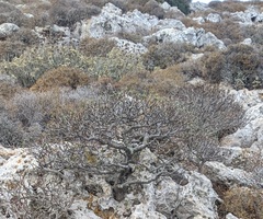 Euphorbia dendroides