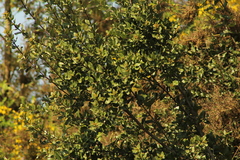 Cryptocarya alba
