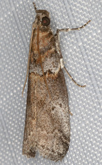 Acrobasis caliginella