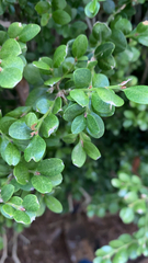 Buxus sempervirens