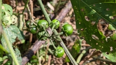 Solanum emulans